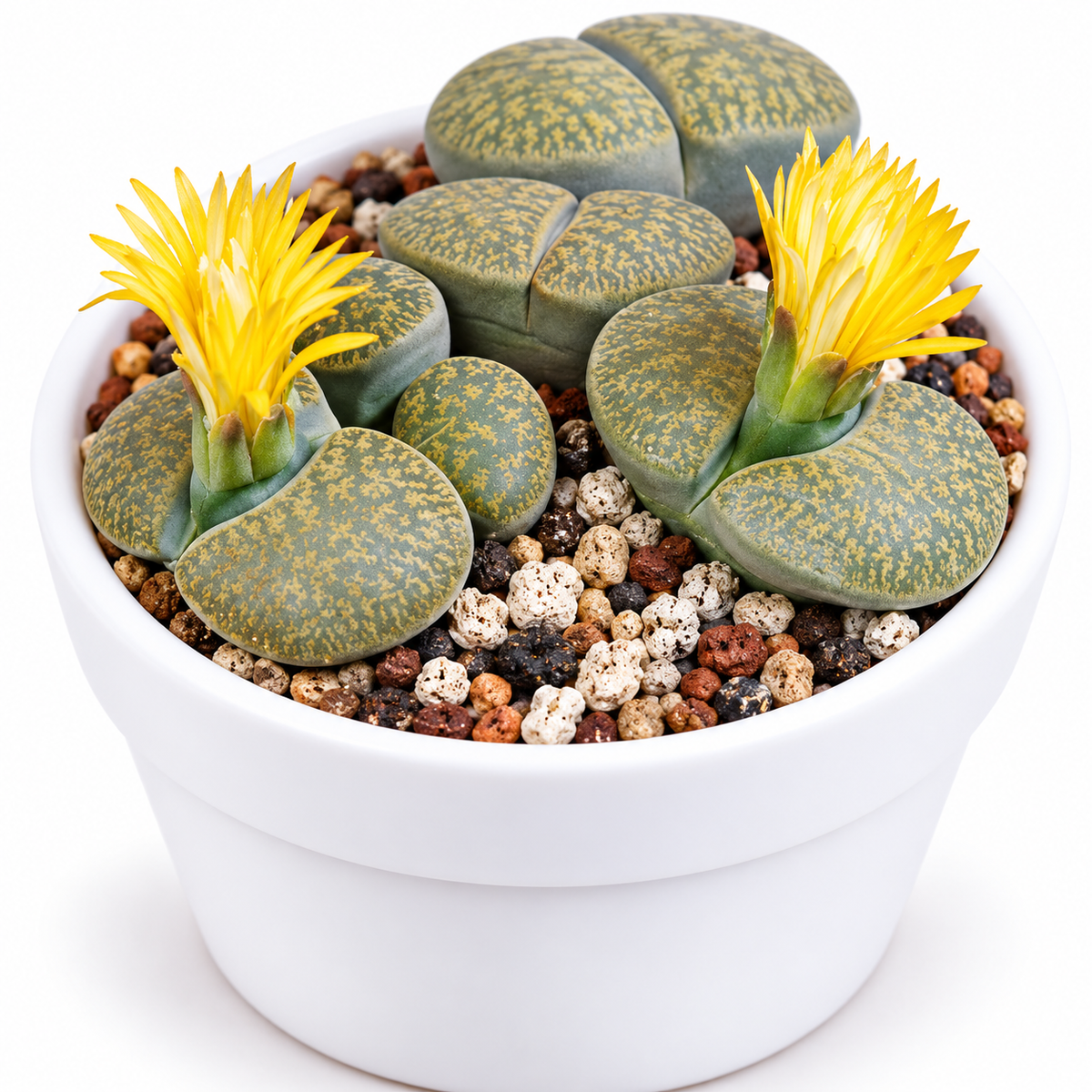 Lithops (Living Stones)