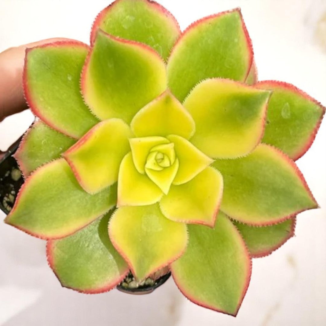 Aeonium Kiwi