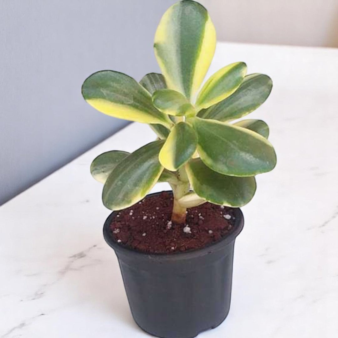 variegated jade plant