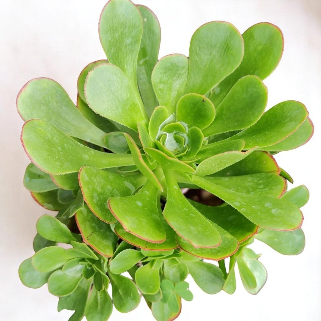 GREEN AEONIUM ARBOREUM