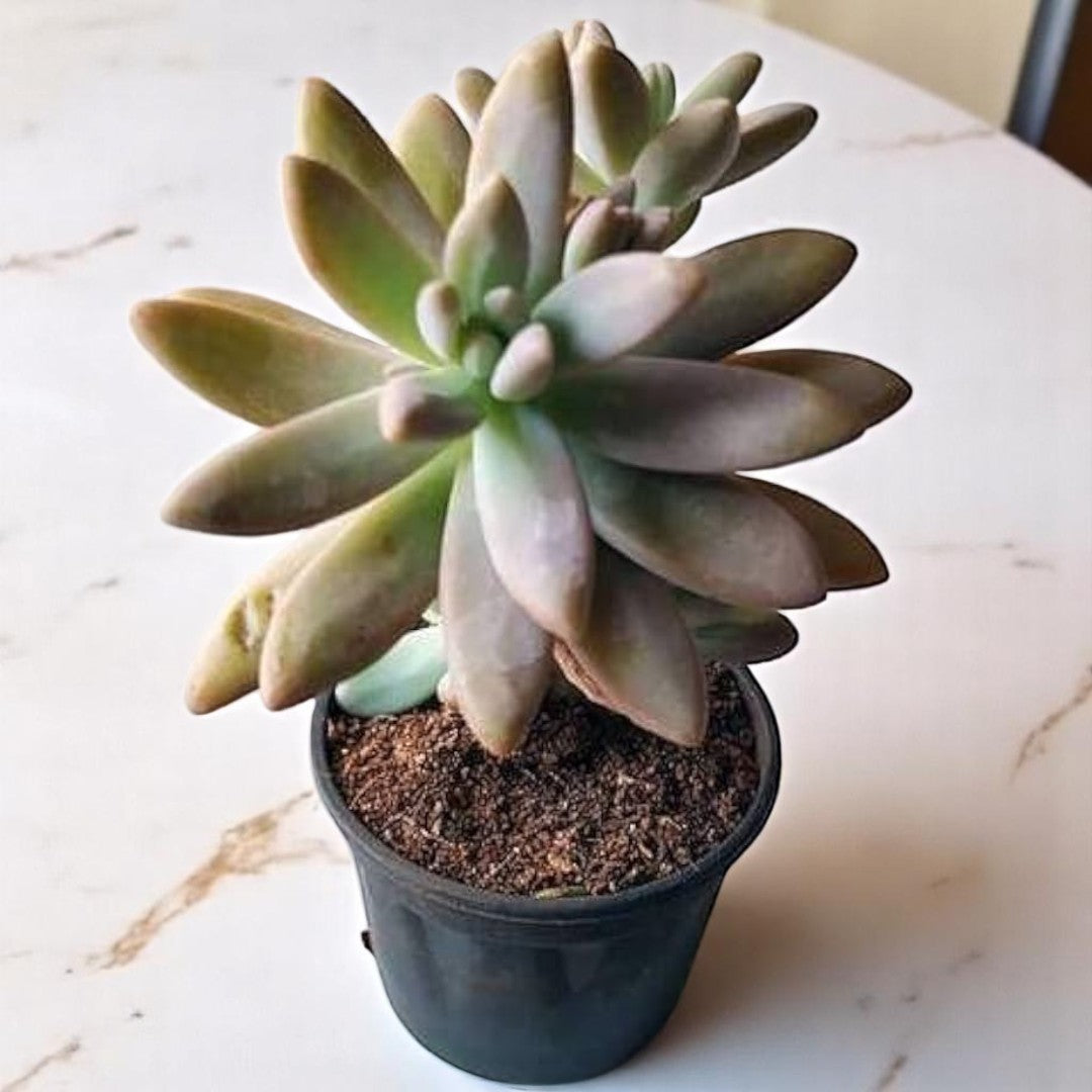 Graptosedum Darley sunshine