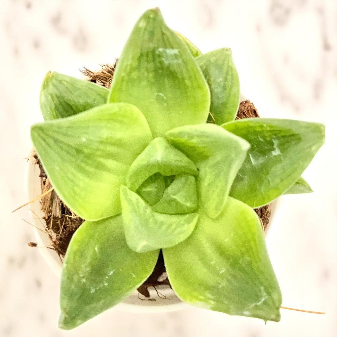 HAWORTHIA CYMBIFORMIS