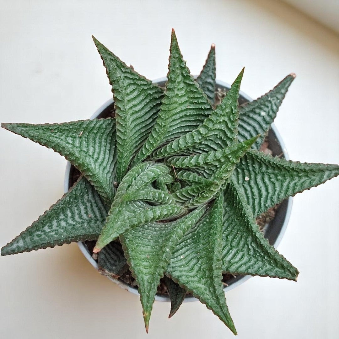 HAWORTHIA LIMIFOLIA