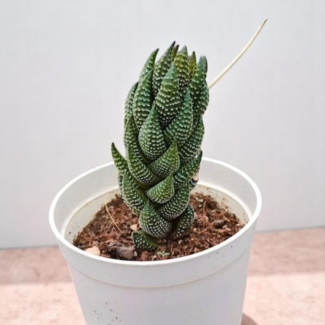 Haworthia reinwardtii