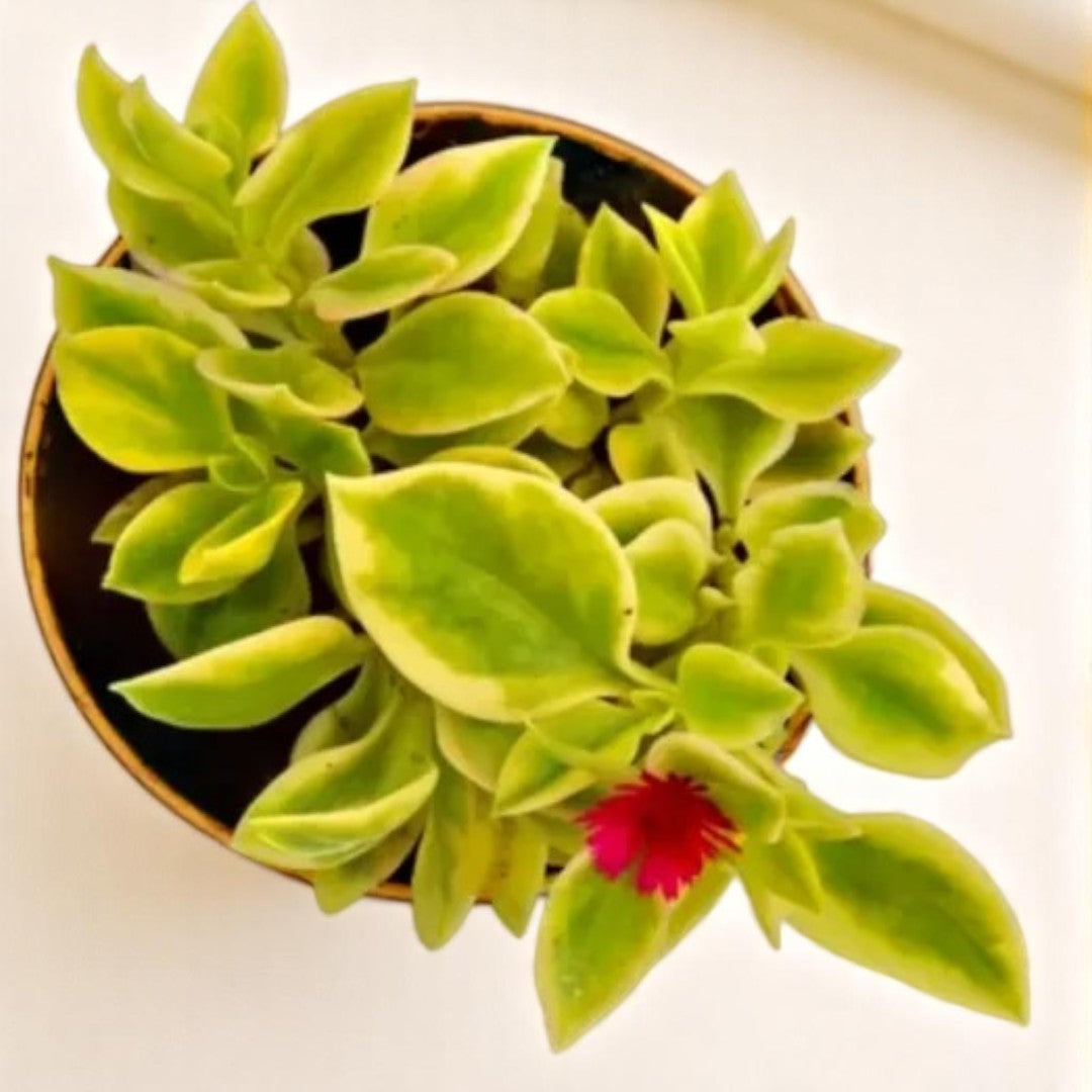 VARIEGATED BABY SUNROSE