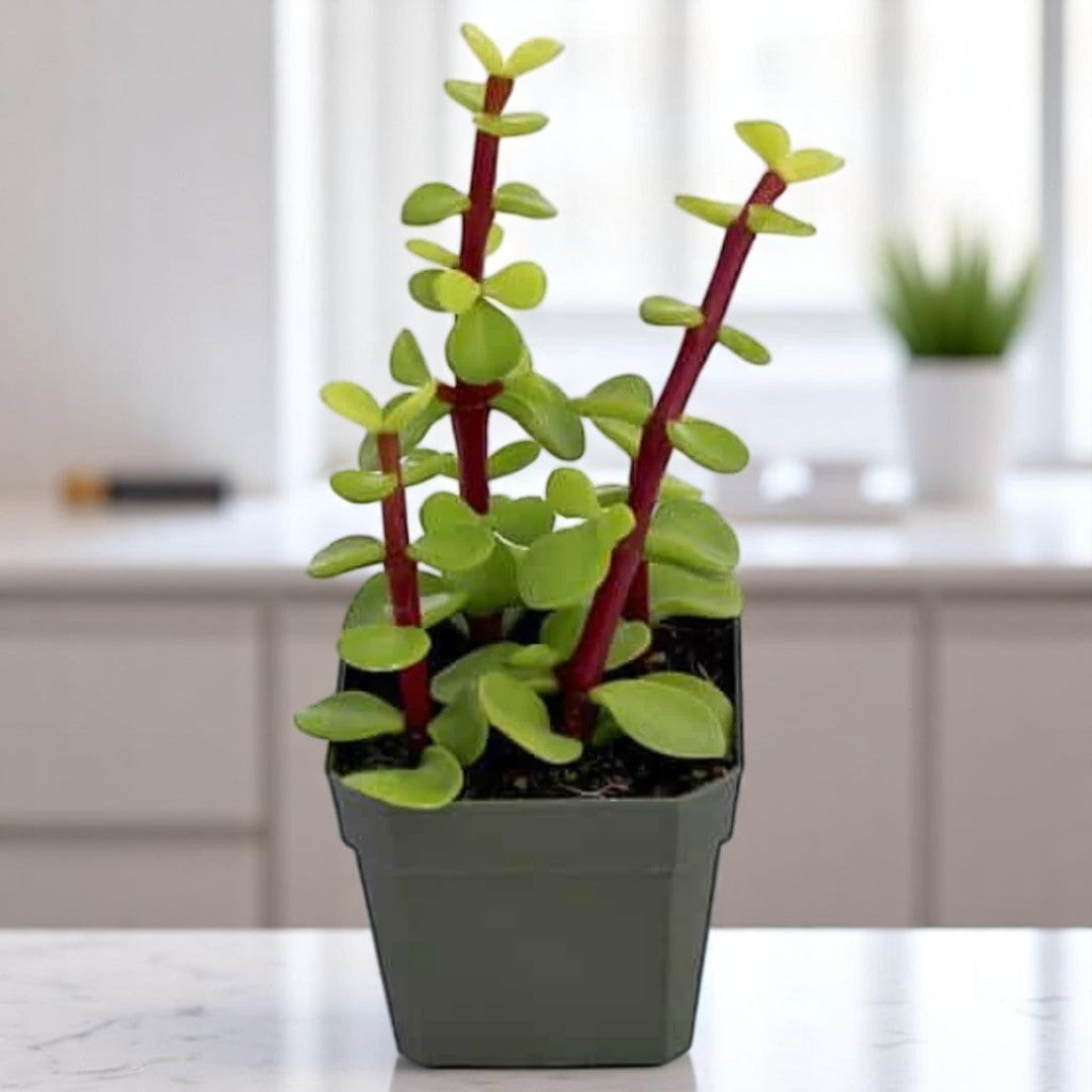 GREEN ELEPHANT BUSH