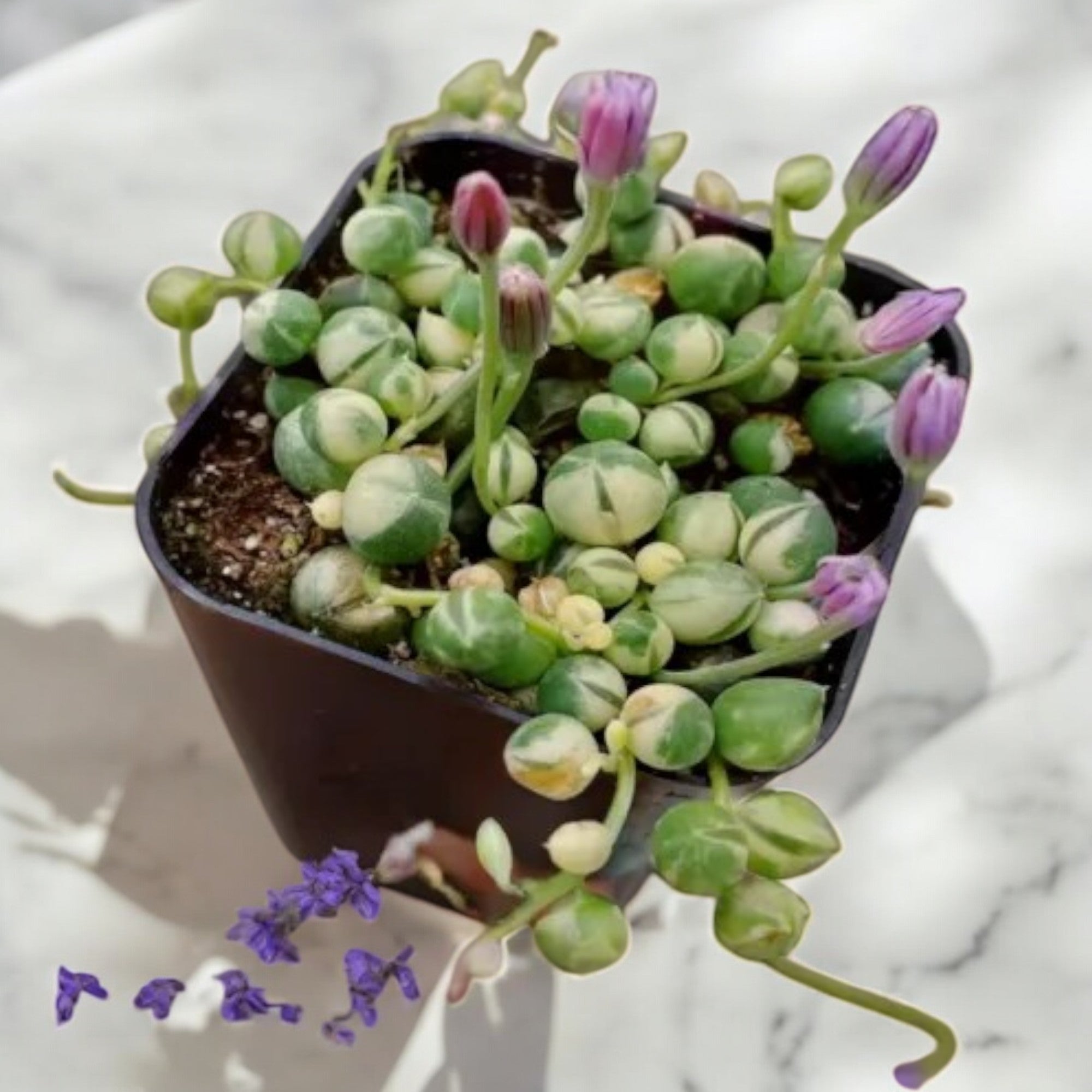 Variegated String Of Pearls