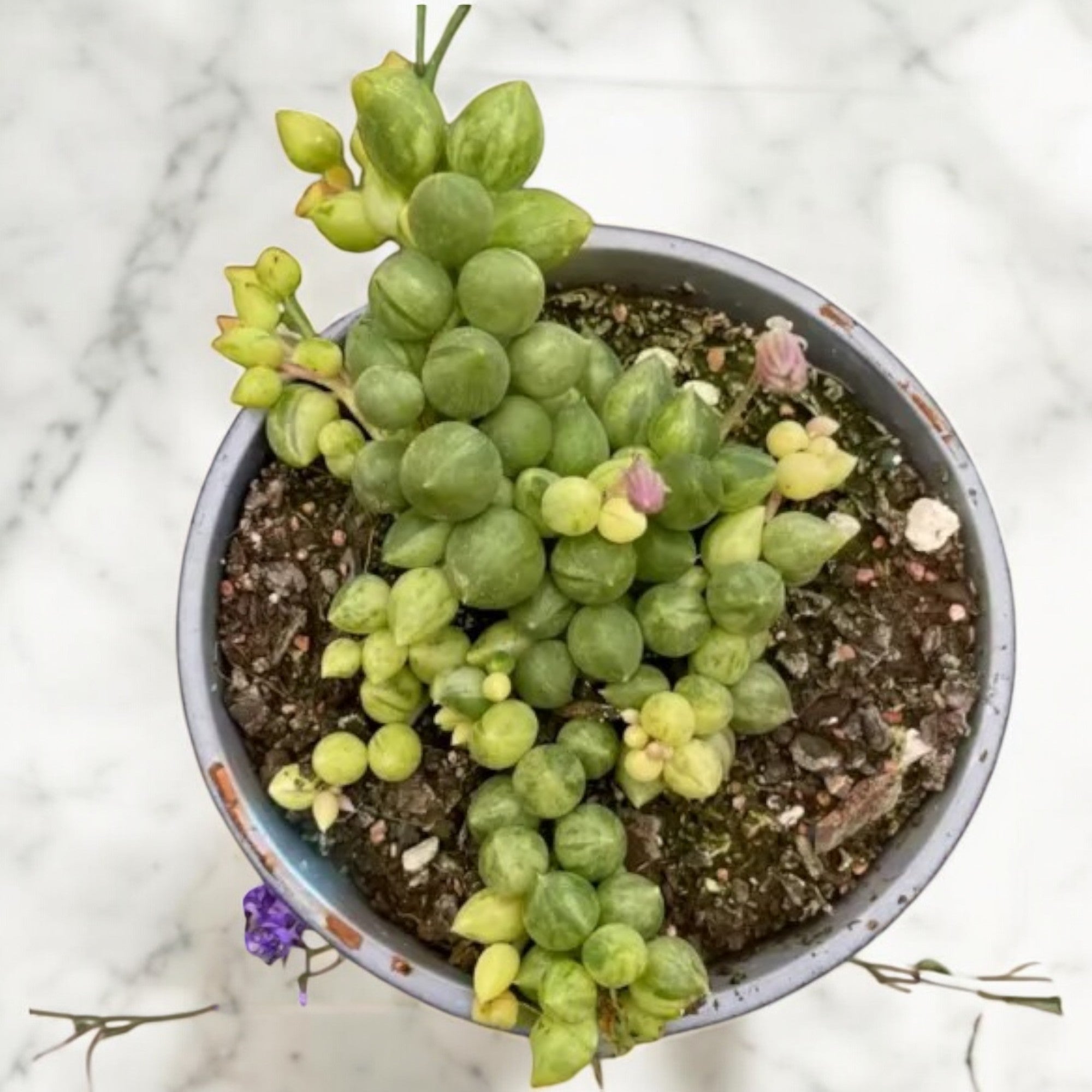 Variegated String Of Tears