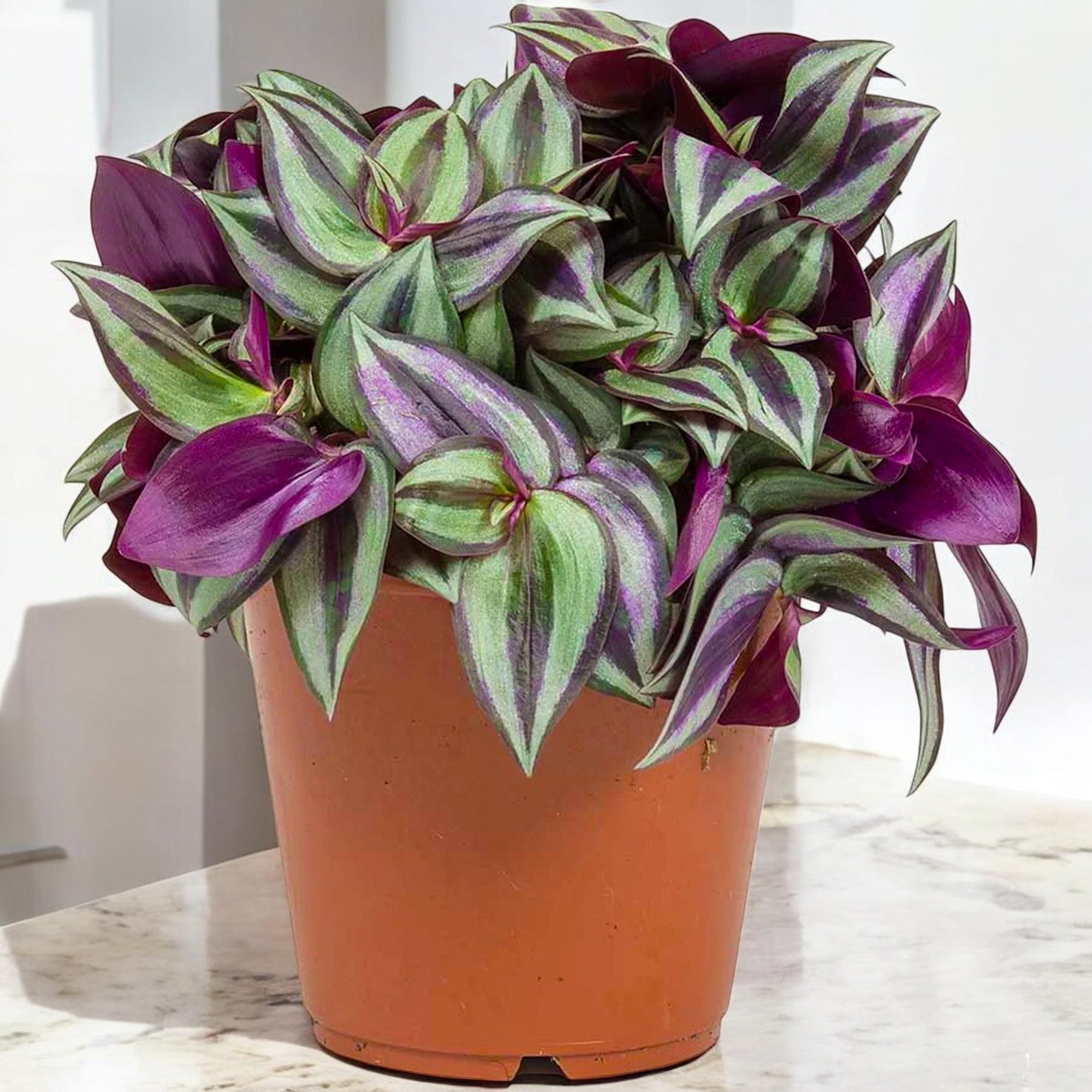 Tradescantia Zebrina