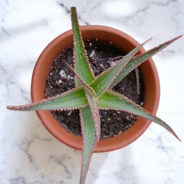Christmas Carol Aloe