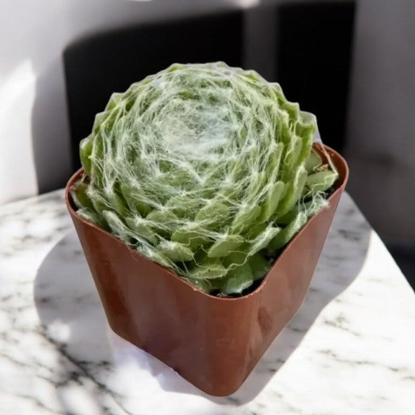 Cobweb Succulents
