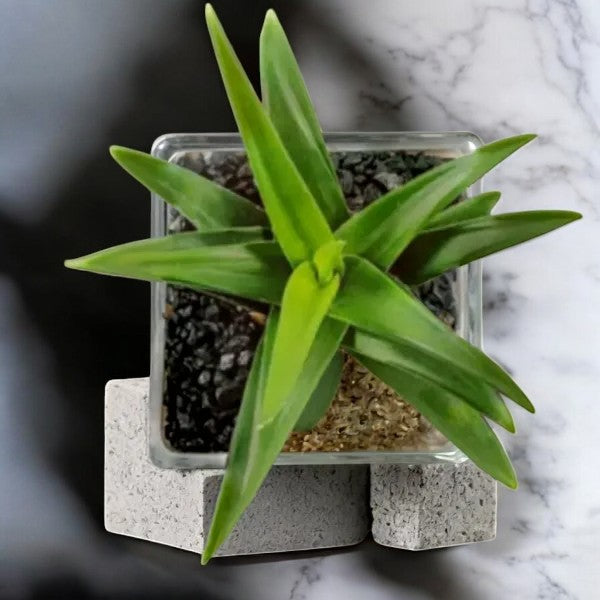 Aloe Wansley Green