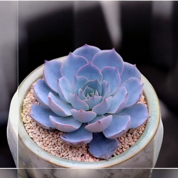Echeveria Peacockii