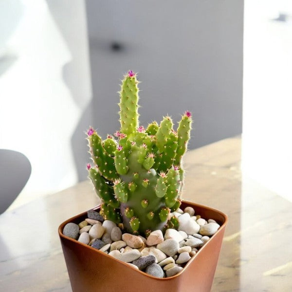 Opuntia Monocantha