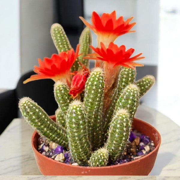 Echinopsis Chamaecereus Peanut Cactus