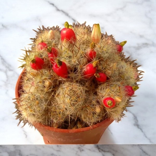 Mammillaria Prolifera cactus