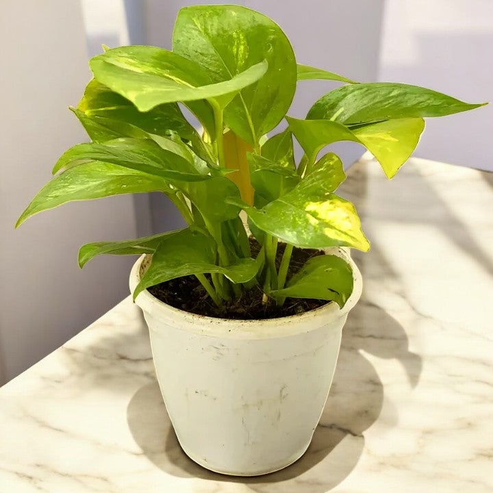 Green Money Plant