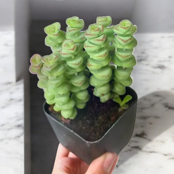 Crassulla baby nexclace