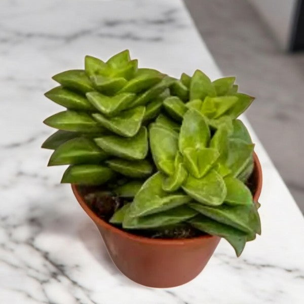 Crassula 'Springtime'