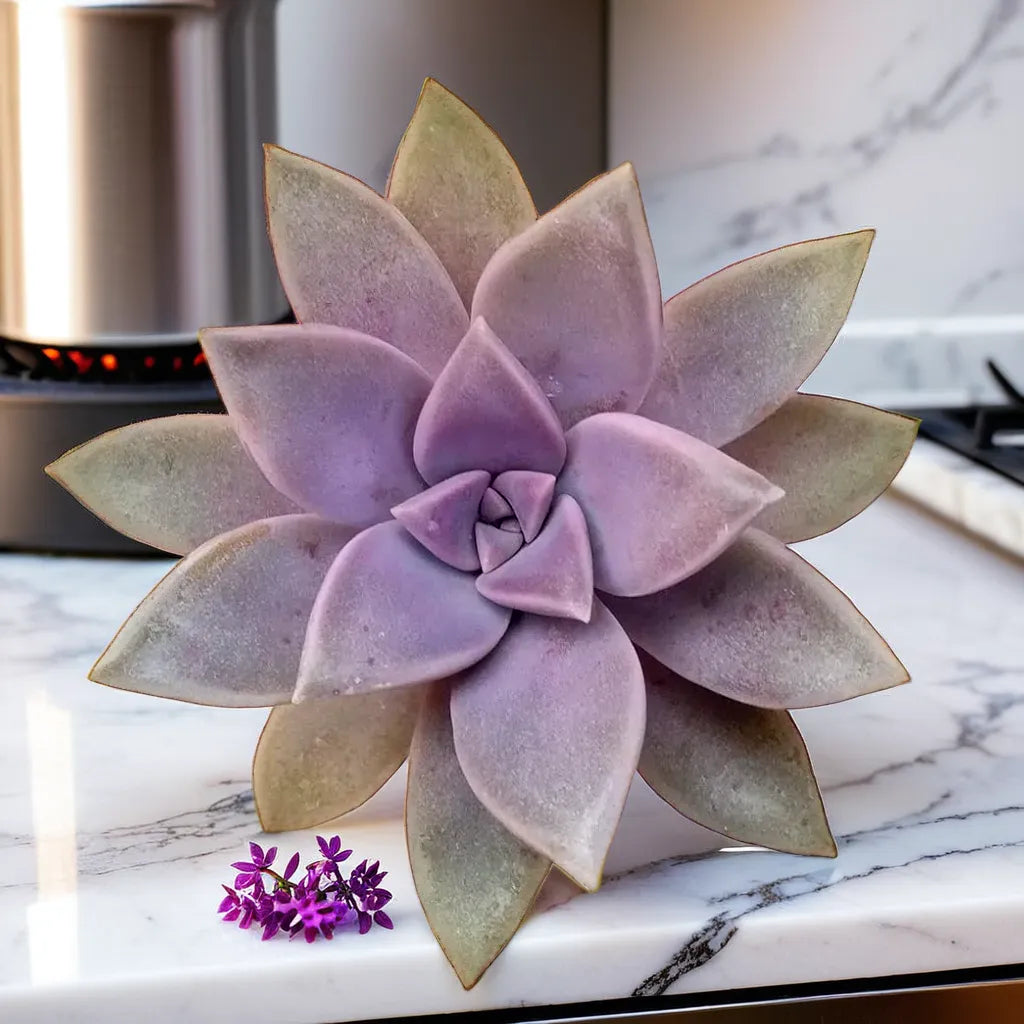 Graptopetalum paraguayense