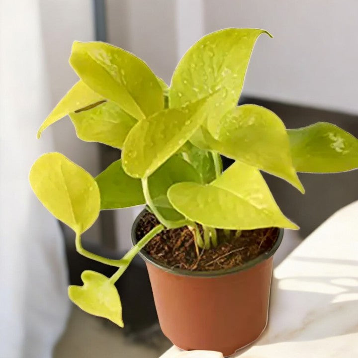 Golden Money Plant