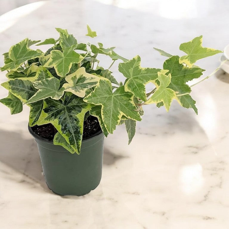 English ivy ( 1 piece )