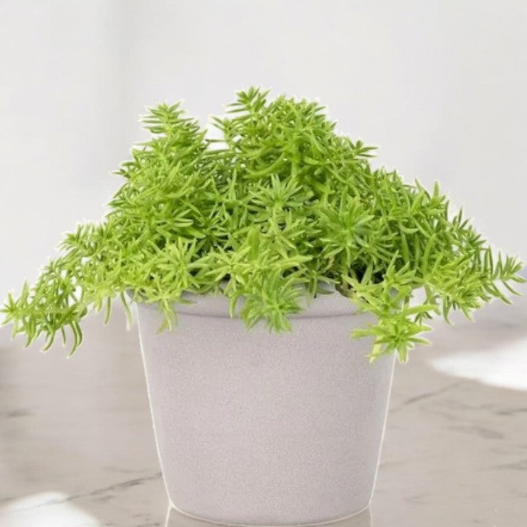 Sedum Lineare