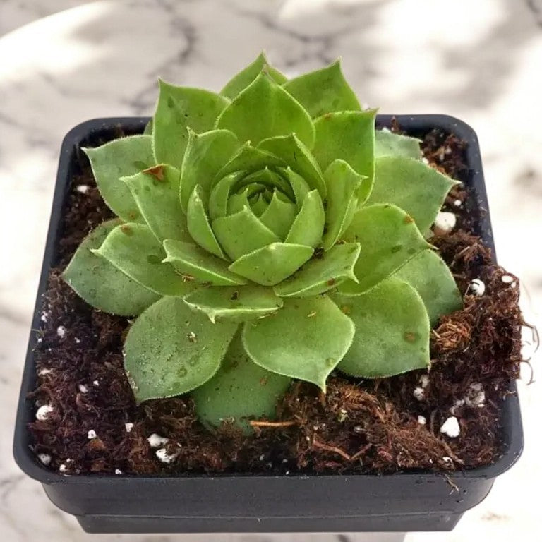 Sempervivum laxmi kamal plant ( 1 piece )
