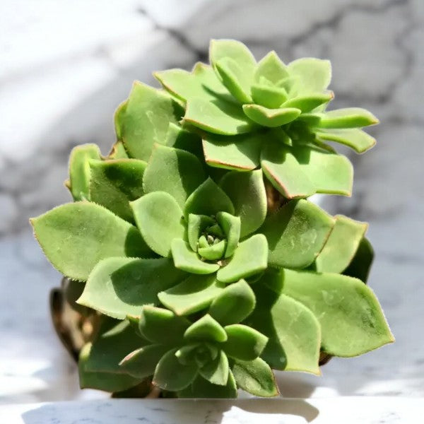 AEONIUM HAWORTHII