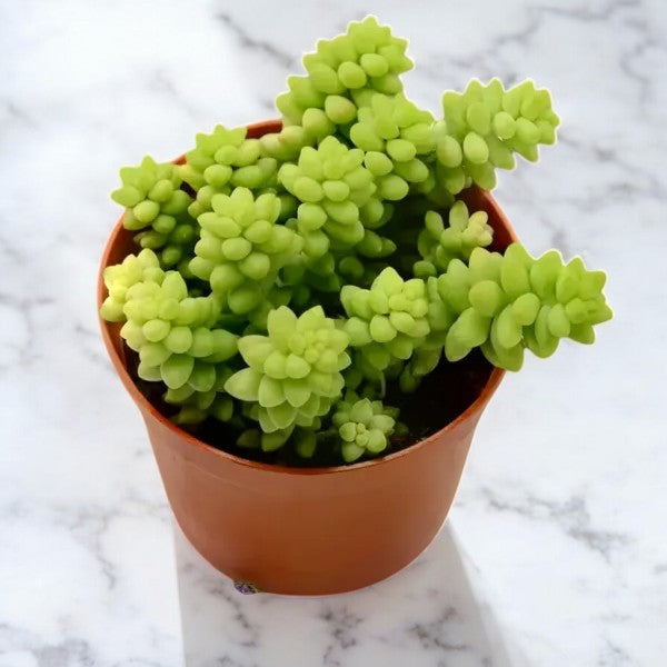 Burro's Tail ( 1 piece