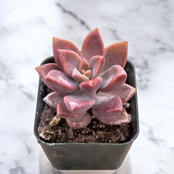 Chocolate sedum