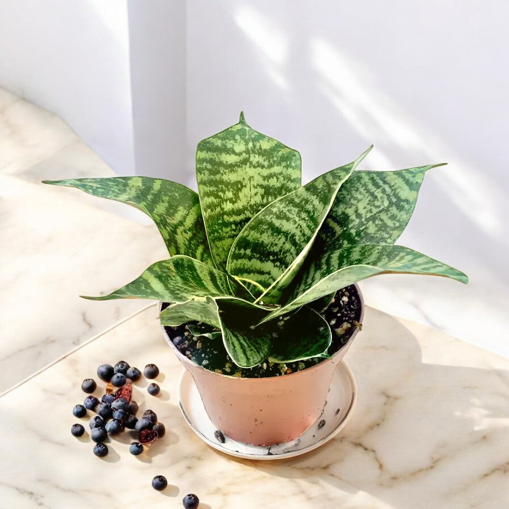 Sansevieria