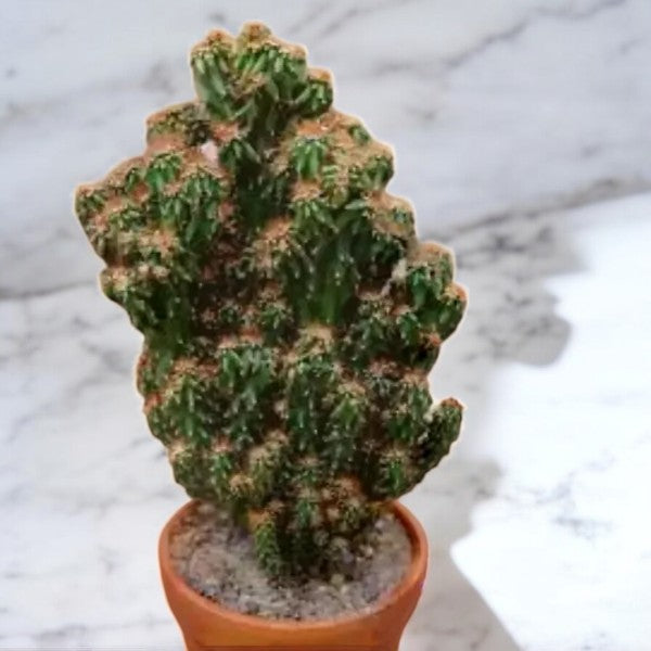 Cereus repandus Monstrose