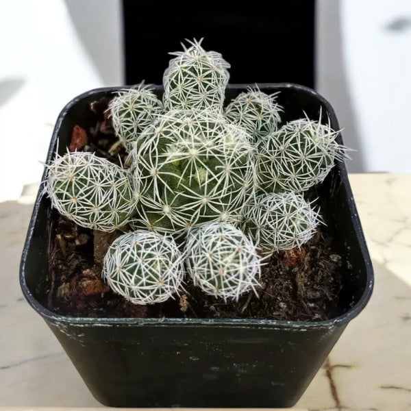 Thimble Cactus