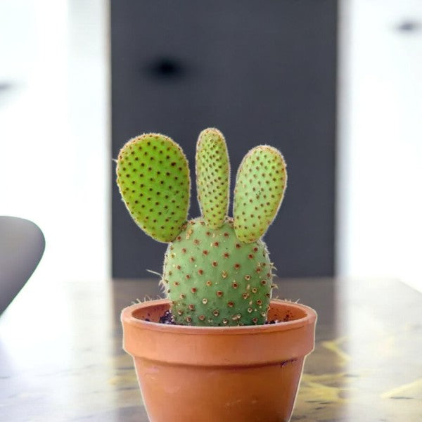 RED BUNNY EAR CACTUS