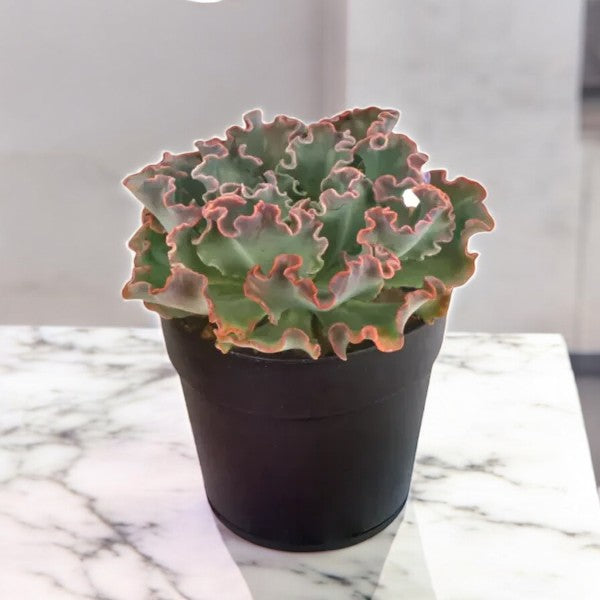 Echeveria Blue Curls