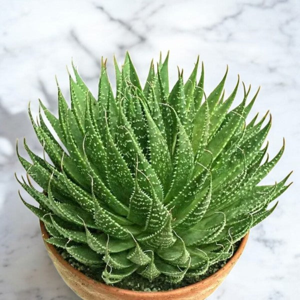 Aloe Aristata