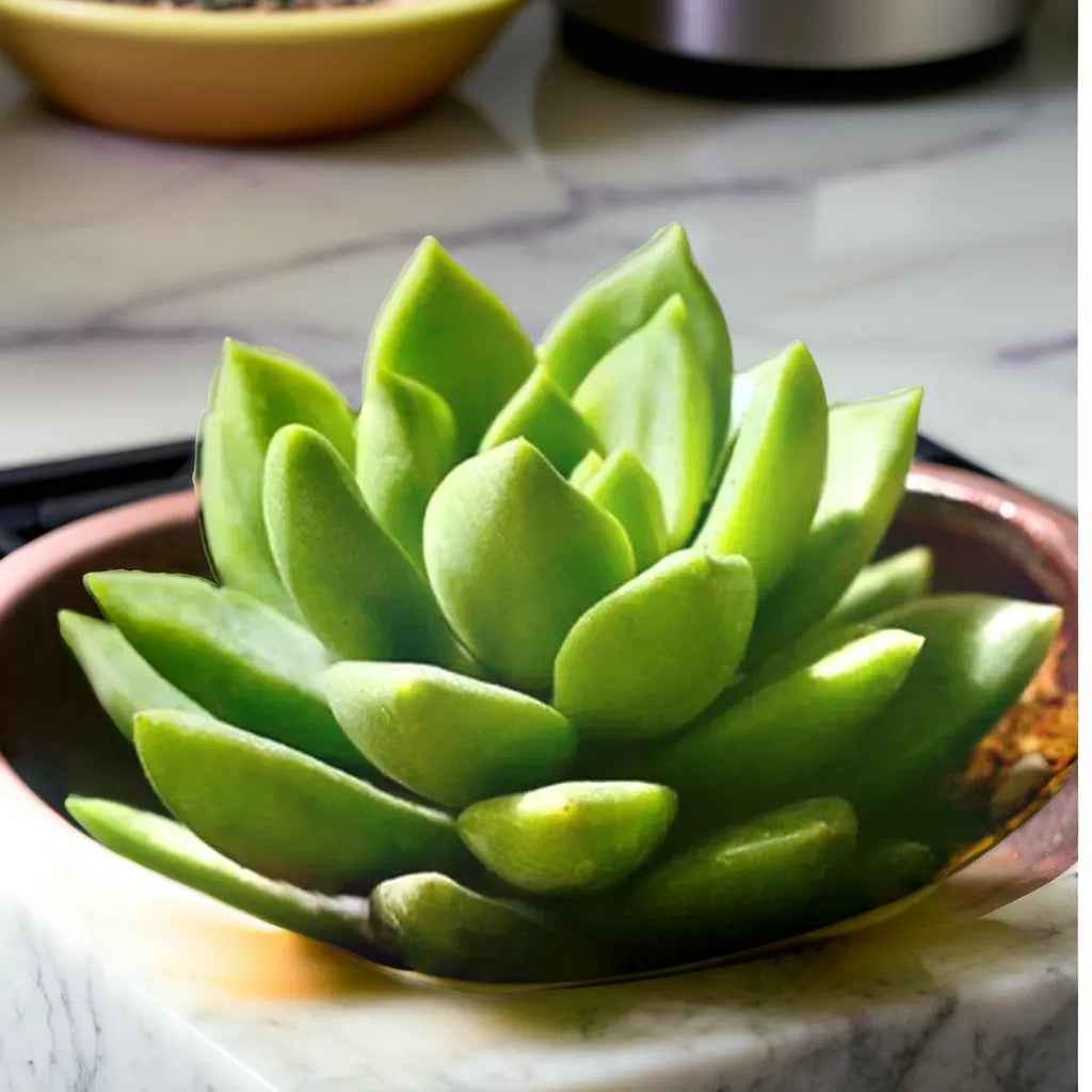GREEN PAN SEDUM
