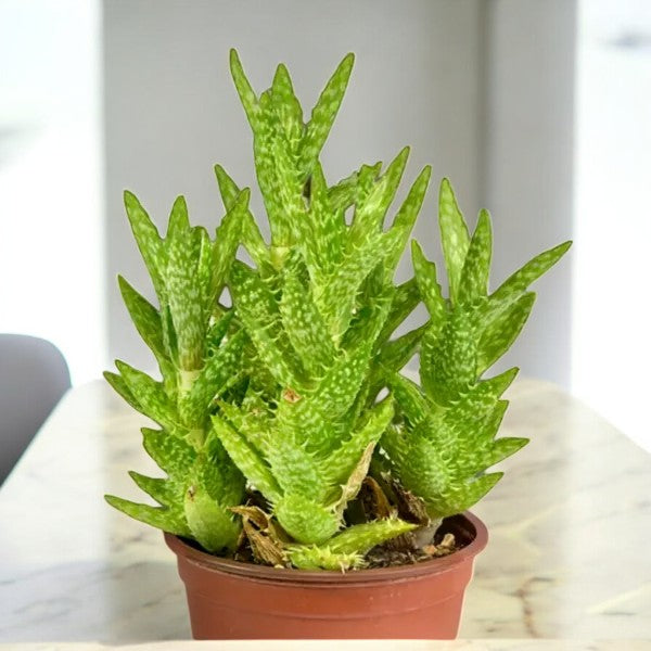 Tiger tooth aloe