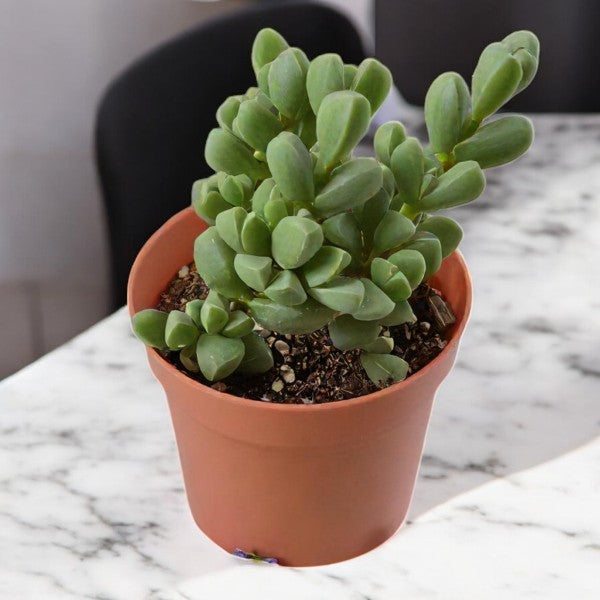 Corpuscularia lehmannii