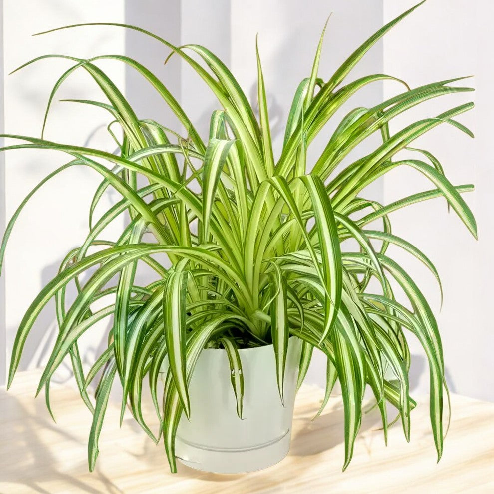 Spider Plant