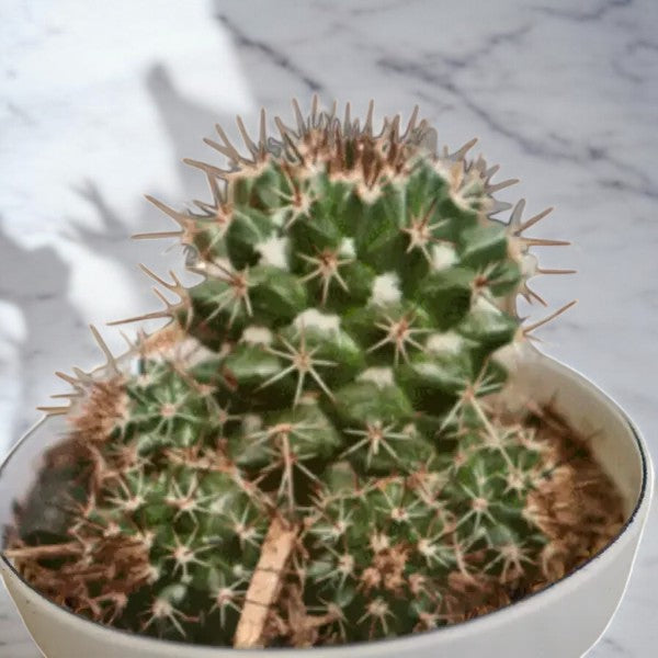 CHOCOLATE CACTUS