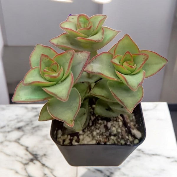 Crassula perforata