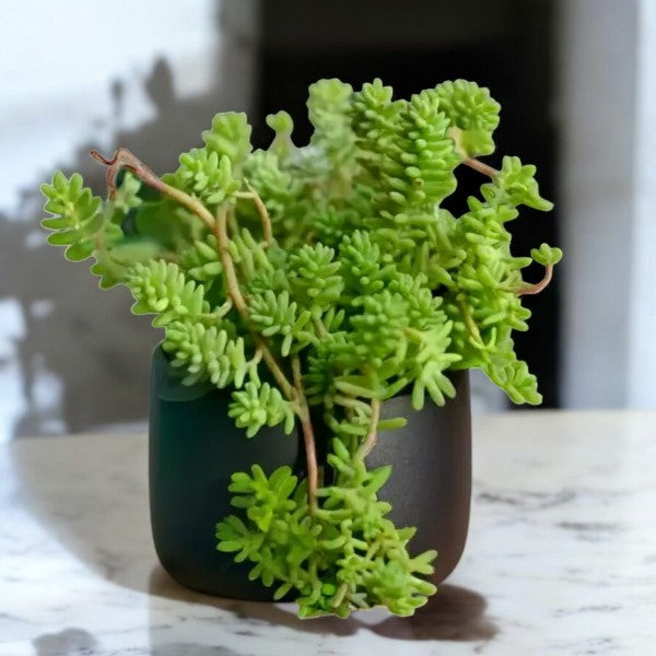 CHAIN SEDUM