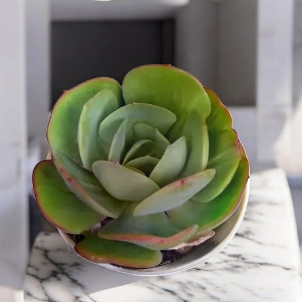 Echeveria pallida