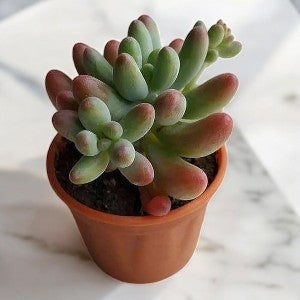 Sedum Pachyphyllum