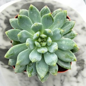 Echeveria Blue Elf