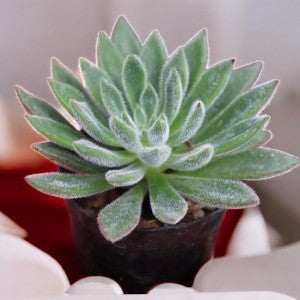 Echeveria setosa 'Giant'