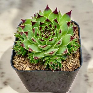 Sempervivum calcereum