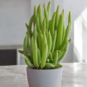 Senecio vitalis